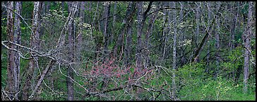 Spring forest scene with trees in bloom. Great Smoky Mountains National Park (Panoramic color)