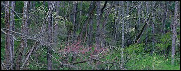 Spring forest scene with trees in bloom. Great Smoky Mountains National Park, USA.