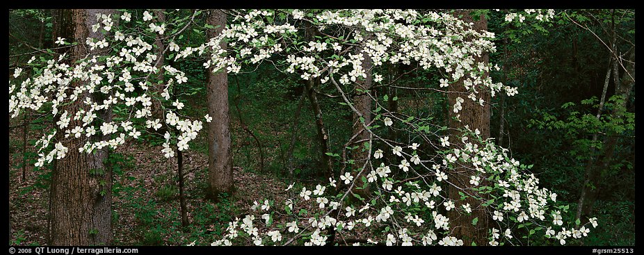 Branches with dogwood flowers. Great Smoky Mountains National Park, USA.