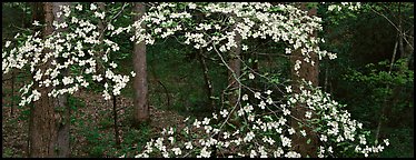 Branches with dogwood flowers. Great Smoky Mountains National Park, USA.