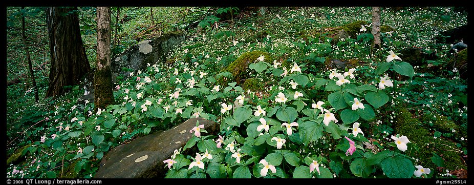 Forest floor with trilium. Great Smoky Mountains National Park, USA.