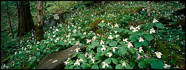 Forest floor with trilium. Great Smoky Mountains National Park (Panoramic color)