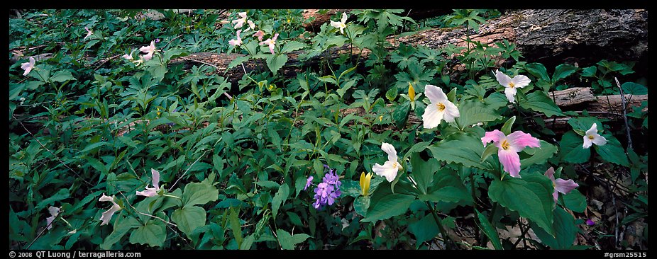 Multicolored trilium. Great Smoky Mountains National Park (color)