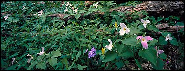 Multicolored trilium. Great Smoky Mountains National Park (Panoramic color)