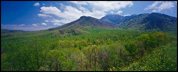 Appalachian hills covered with green trees in the spring. Great Smoky Mountains National Park (Panoramic color)