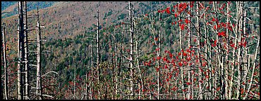 Bare trees with red berries against hill backdrop. Great Smoky Mountains National Park, USA.