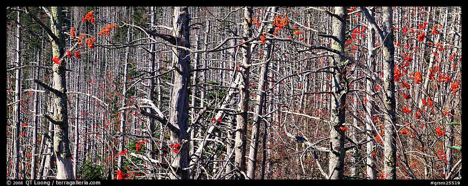 Forest in the fall with red berries. Great Smoky Mountains National Park (color)