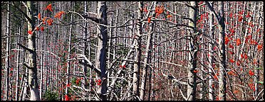 Forest in the fall with red berries. Great Smoky Mountains National Park (Panoramic color)