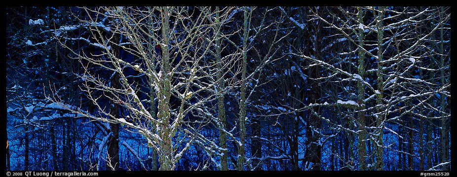 Forest in winter with illuminated trees and blue shadows. Great Smoky Mountains National Park, USA.