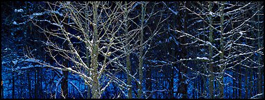 Forest in winter with illuminated trees and blue shadows. Great Smoky Mountains National Park, USA.