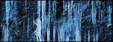 Close-up of icicle formation in winter. Great Smoky Mountains National Park (Panoramic color)