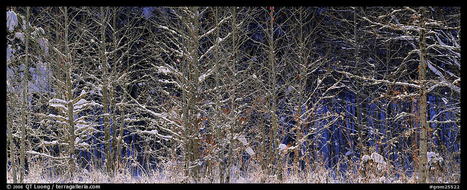 Forest scene in winter with fresh snow. Great Smoky Mountains National Park, USA.