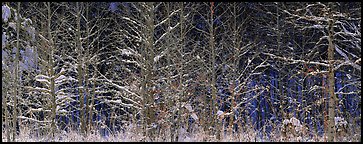 Forest scene in winter with fresh snow. Great Smoky Mountains National Park, USA.