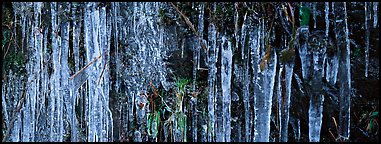 Rock with icile tapestry. Great Smoky Mountains National Park (Panoramic color)