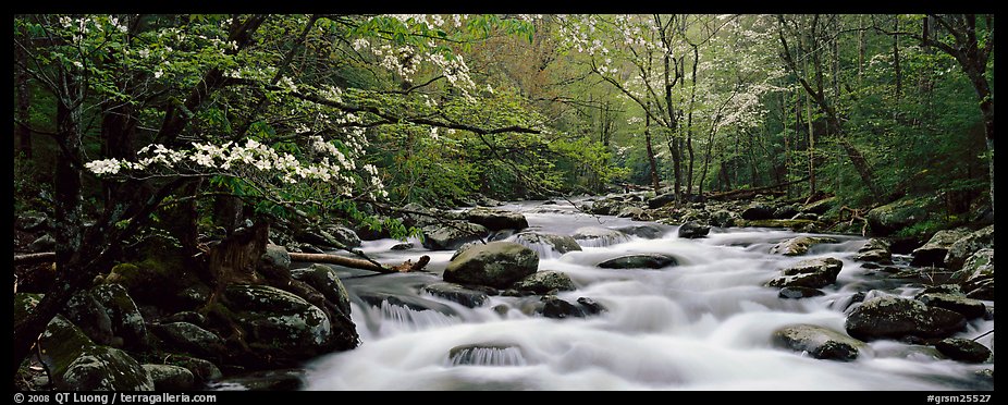 Dogwoods and river in the spring. Great Smoky Mountains National Park (color)