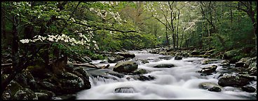 Dogwoods and river in the spring. Great Smoky Mountains National Park (Panoramic color)