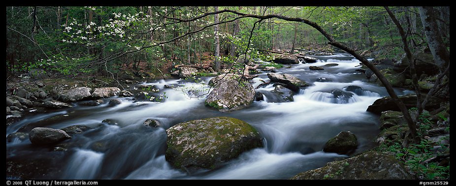 Cascading stream in Appalachian spring forest. Great Smoky Mountains National Park (color)