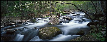 Cascading stream in Appalachian spring forest. Great Smoky Mountains National Park (Panoramic color)