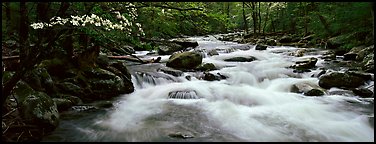 White water of stream in decidous forest. Great Smoky Mountains National Park (Panoramic color)