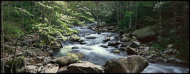Forest scenery with dogwood blooming, stream, and boulders. Great Smoky Mountains National Park (Panoramic color)