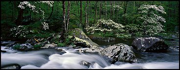 Spring forest scene with stream and dogwoods in bloom. Great Smoky Mountains National Park (Panoramic color)