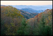View over mountains in fall colors at dawn, North Carolina. Great Smoky Mountains National Park, USA.