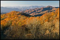 Mountains in autumn foliage, early morning, North Carolina. Great Smoky Mountains National Park, USA.