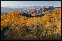 Mountains in autumn foliage, early morning, North Carolina. Great Smoky Mountains National Park ( color)