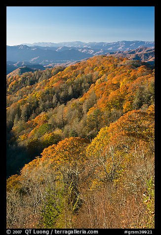 Ridges with trees in fall foliage, North Carolina. Great Smoky Mountains National Park (color)