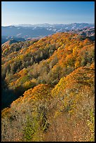 Ridges with trees in fall foliage, North Carolina. Great Smoky Mountains National Park, USA.