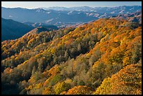 Ridges with trees in autumn foliage, North Carolina. Great Smoky Mountains National Park, USA.