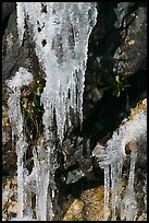 Icicles and rock, overnight frost, North Carolina. Great Smoky Mountains National Park, USA.