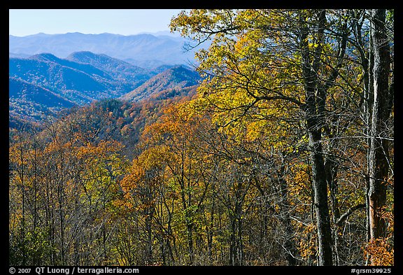 Trees in fall foliage and distant ridges from Newfound Gap road, North Carolina. Great Smoky Mountains National Park, USA.