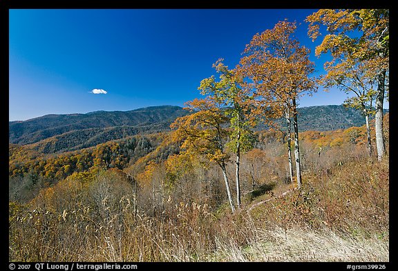 Trees in autumn foliage and mountain view, North Carolina. Great Smoky Mountains National Park (color)