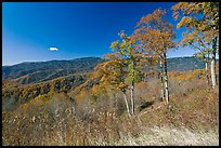 Trees in autumn foliage and mountain view, North Carolina. Great Smoky Mountains National Park, USA.