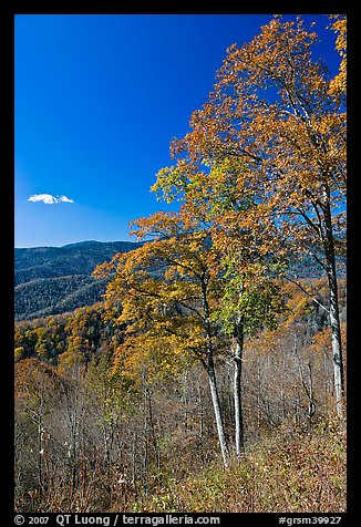 Trees in autumn colors and mountain vista, North Carolina. Great Smoky Mountains National Park, USA.