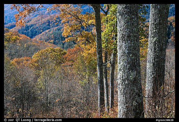 Tree trunks, distant valley, and fall colors, North Carolina. Great Smoky Mountains National Park (color)