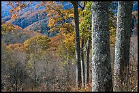 Tree trunks, distant valley, and fall colors, North Carolina. Great Smoky Mountains National Park, USA.