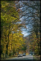 Cars on main park road with fall foliage, North Carolina. Great Smoky Mountains National Park, USA. (color)
