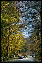 Cars on main park road with fall foliage, North Carolina. Great Smoky Mountains National Park ( color)