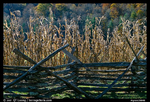 Fence and corn, Oconaluftee Mountain Farm, North Carolina. Great Smoky Mountains National Park, USA.