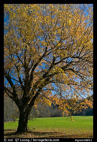 Tree in fall foliage and meadow, Oconaluftee, North Carolina. Great Smoky Mountains National Park, USA.