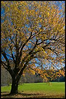 Tree in fall foliage and meadow, Oconaluftee, North Carolina. Great Smoky Mountains National Park, USA. (color)