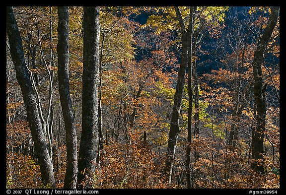 Backlit trees in autumn foliage, Balsam Mountain, North Carolina. Great Smoky Mountains National Park (color)