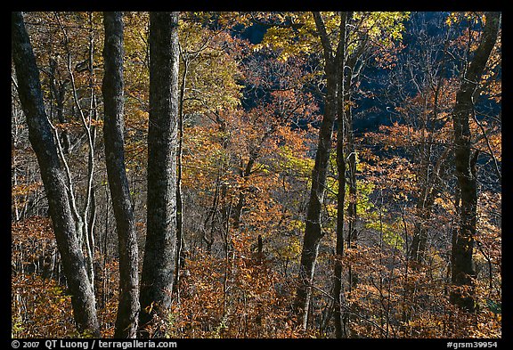 Backlit trees in autumn foliage, Balsam Mountain, North Carolina. Great Smoky Mountains National Park (color)