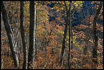 Backlit trees in autumn foliage, Balsam Mountain, North Carolina. Great Smoky Mountains National Park, USA.