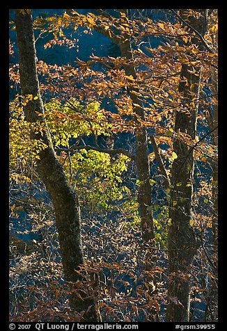 Backlit trees in fall foliage, Balsam Mountain, North Carolina. Great Smoky Mountains National Park, USA.