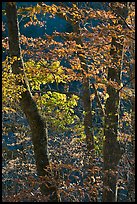 Backlit trees in fall foliage, Balsam Mountain, North Carolina. Great Smoky Mountains National Park ( color)