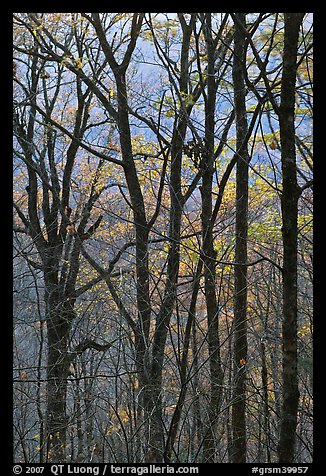Trunks and fall colors, Balsam Mountain, North Carolina. Great Smoky Mountains National Park, USA.