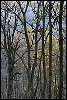 Trunks and fall colors, Balsam Mountain, North Carolina. Great Smoky Mountains National Park, USA.